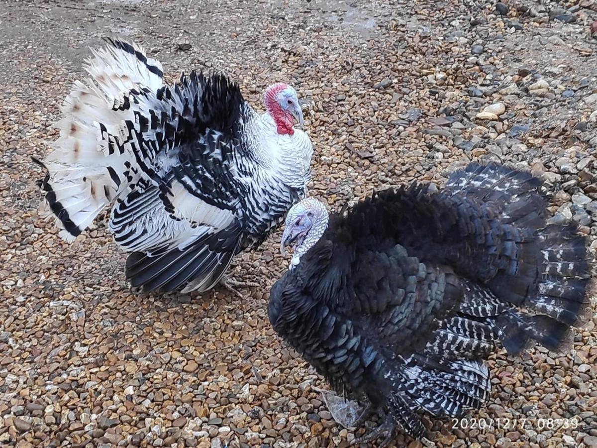 Willa Littleton Farm Barns Saham Toney Zewnętrze zdjęcie